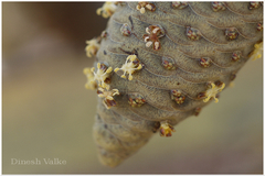 Borassus flabellifer